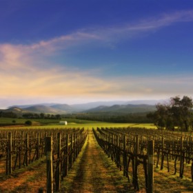 Wine field iPad Wallpaper