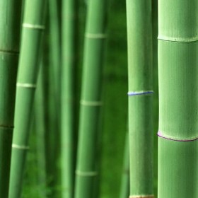 Bamboo Forrest iPad Wallpaper