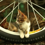 Bike Kitten iPad Wallpaper