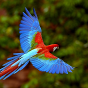 Colorful Parrot iPad Wallpaper