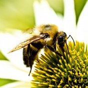 Bumble Bee iPad Wallpaper