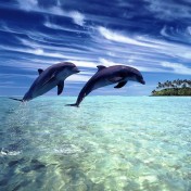 Jumping Dolphins iPad Wallpaper