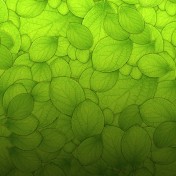 Leaf Pile iPad Wallpaper