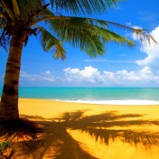 Palm Tree on Beach iPad Wallpaper