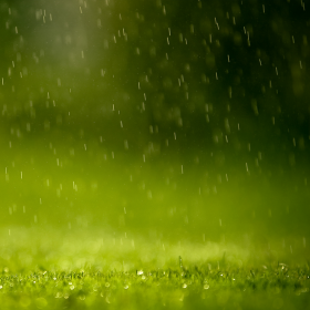 Rainy Grass iPad Wallpaper